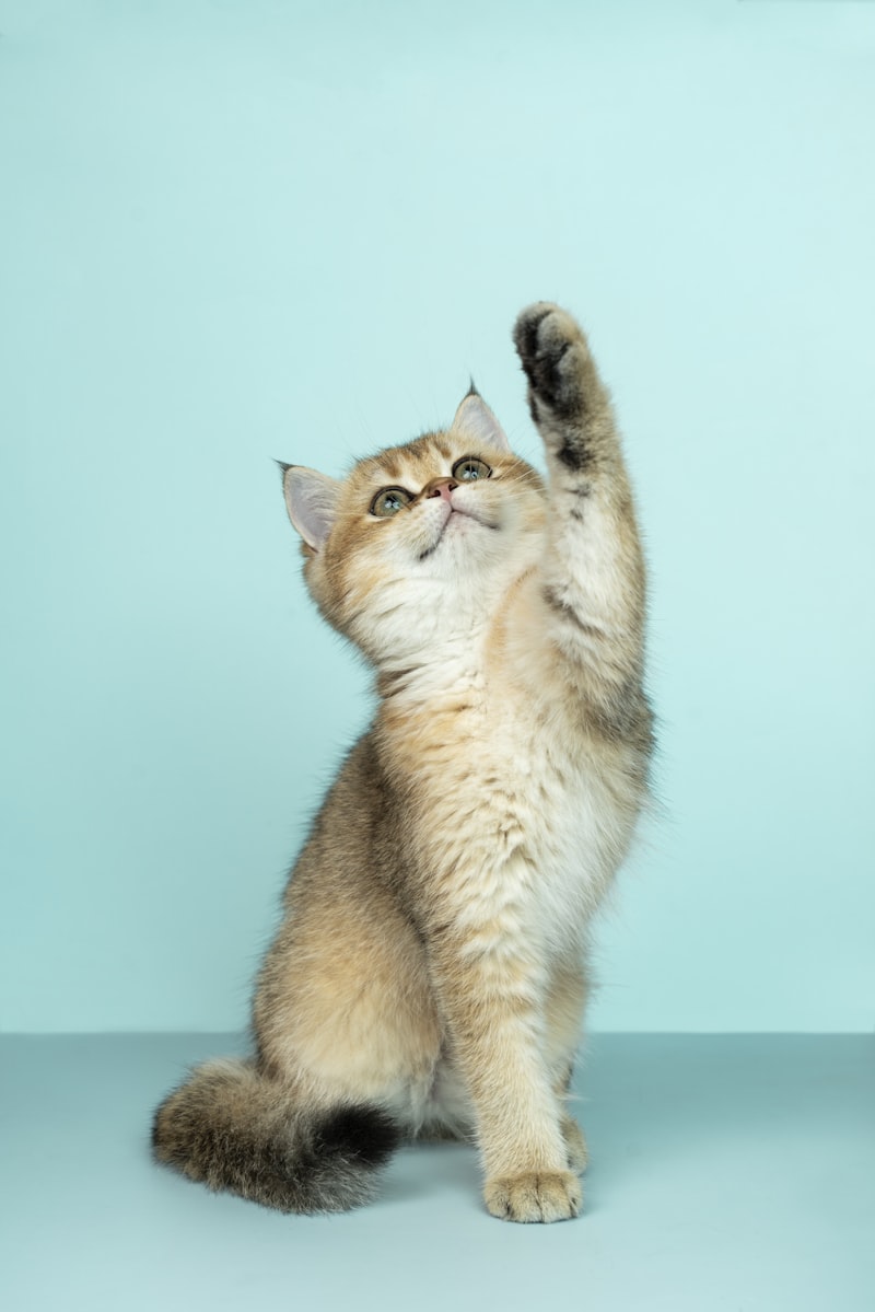 Beeztees Kattenbakschep