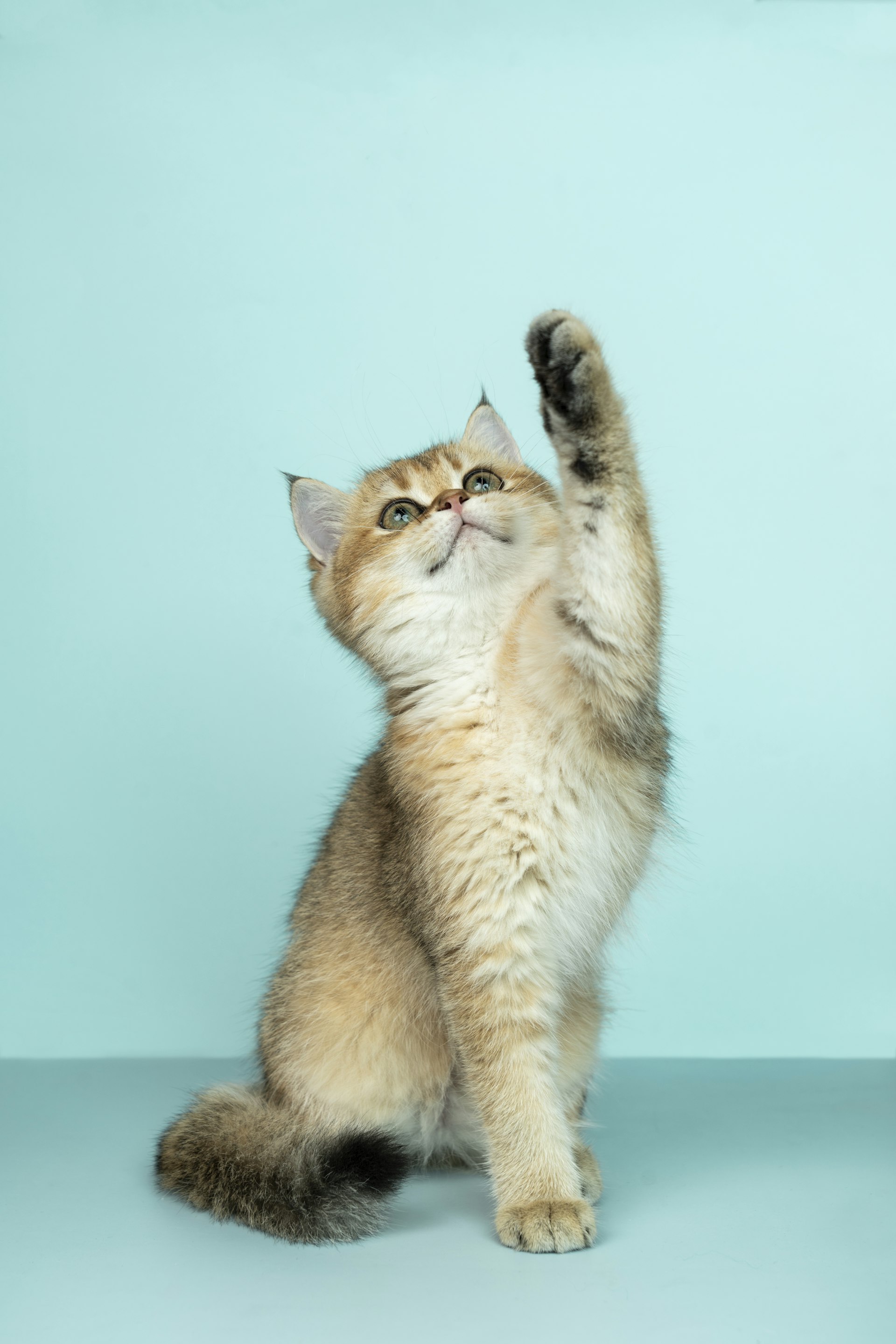 Kattenbakmatten