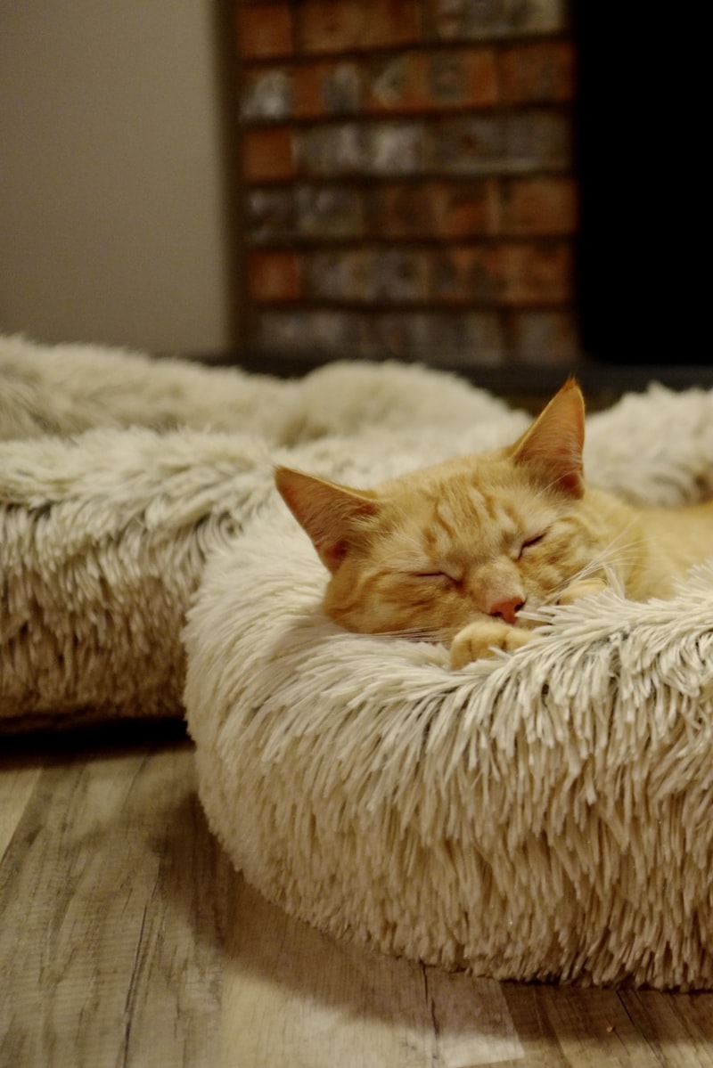 Kattenbedden — knus slapen voor je kat