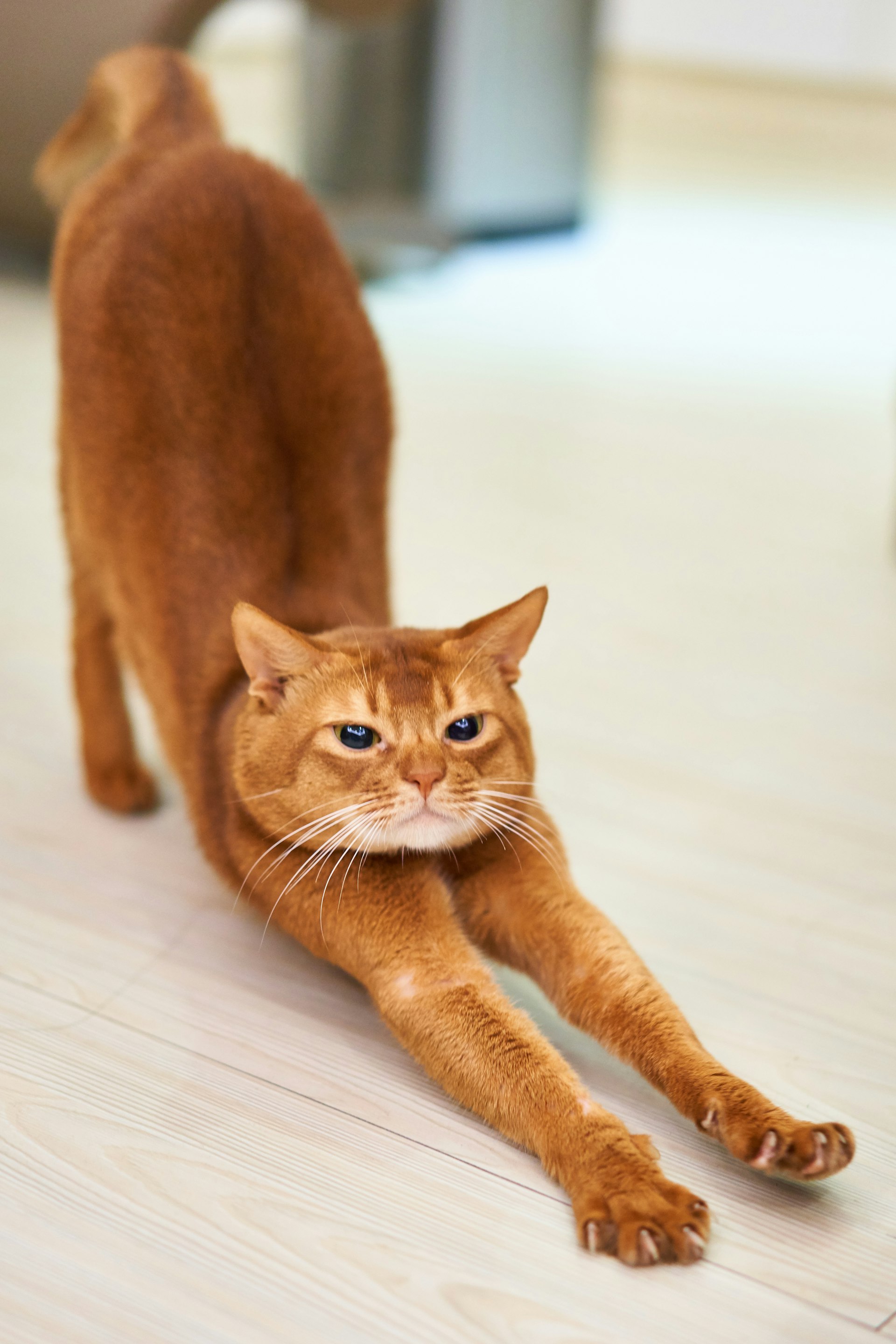 Kattengrondstof
