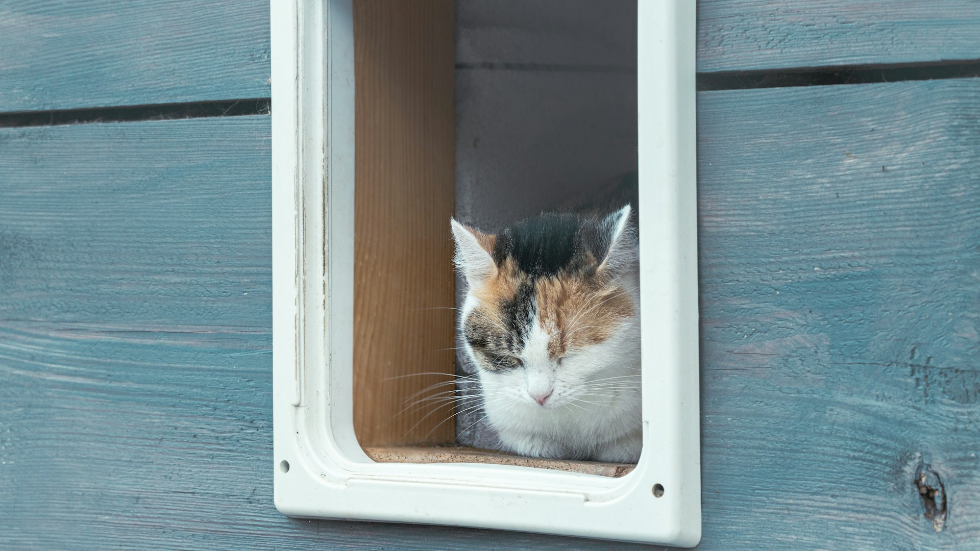 Kattenluiken kattenbak-accessoire