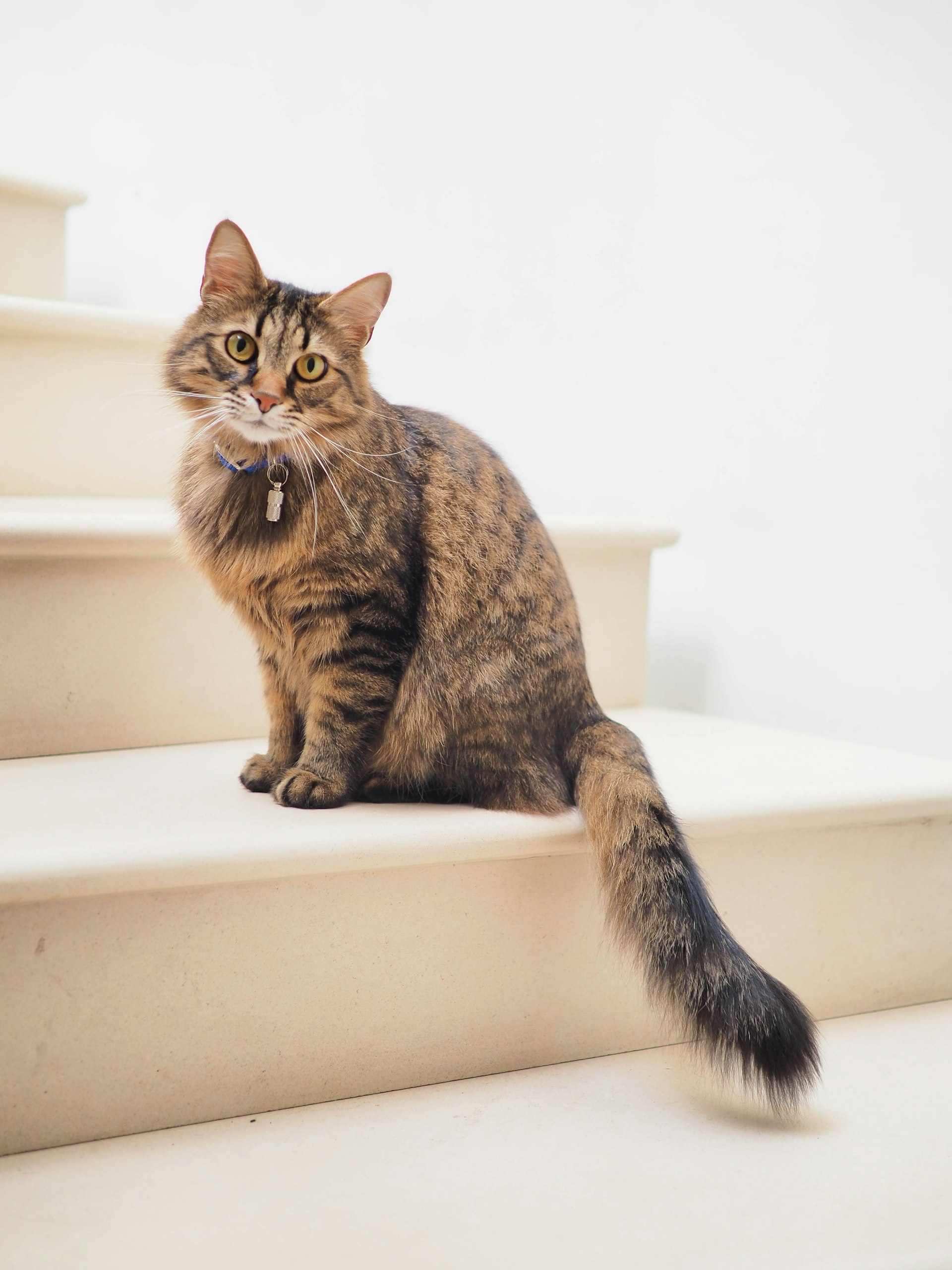 Kattenspeeltjes