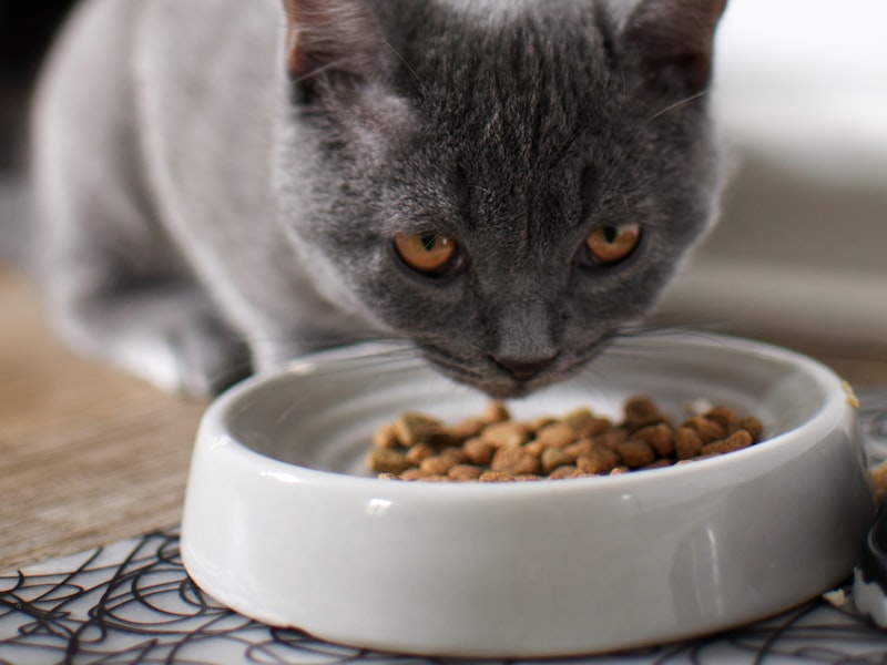 Kattenvoer — Droog- en natvoer voor jouw kat