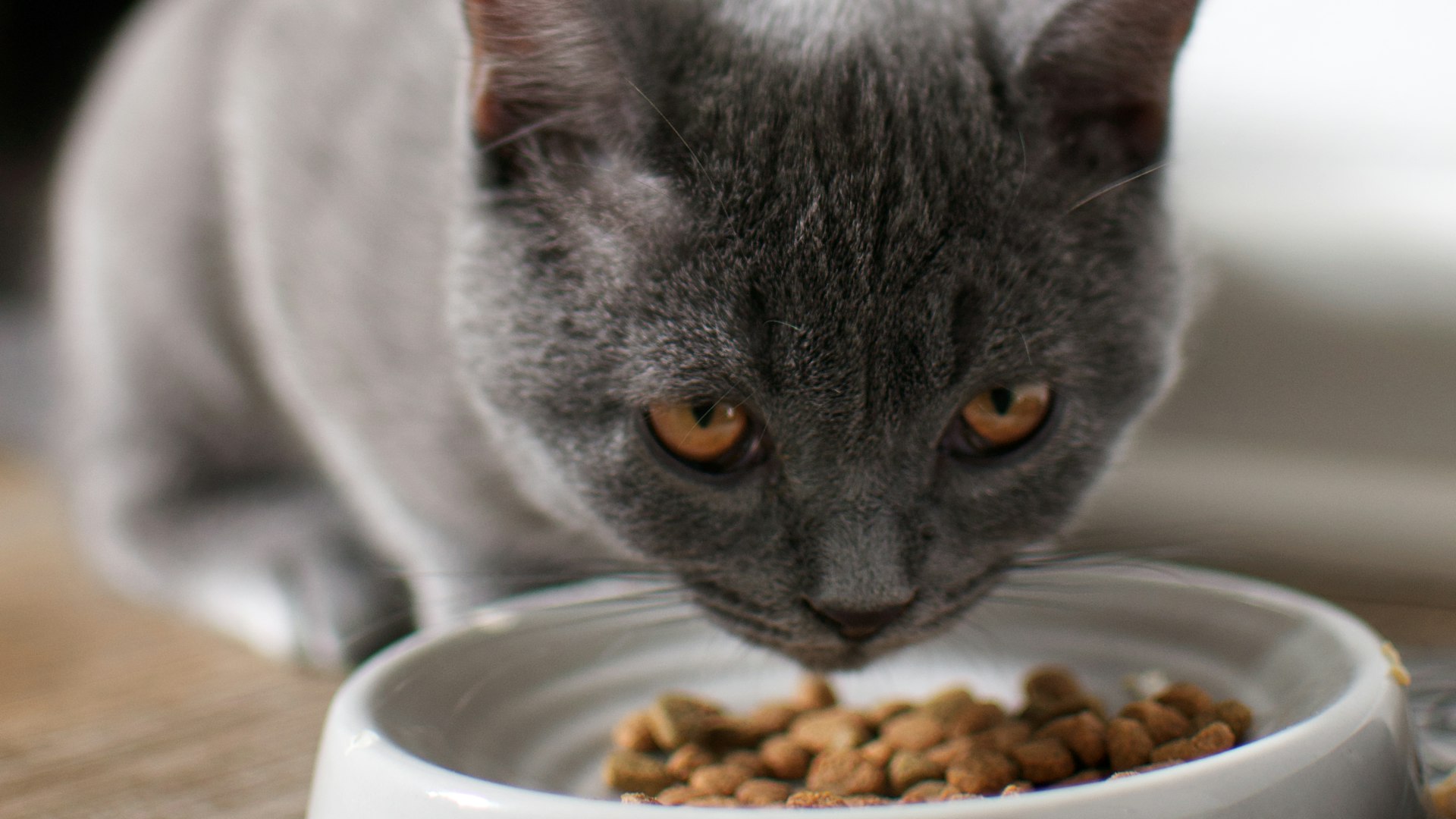 Kattenvoer