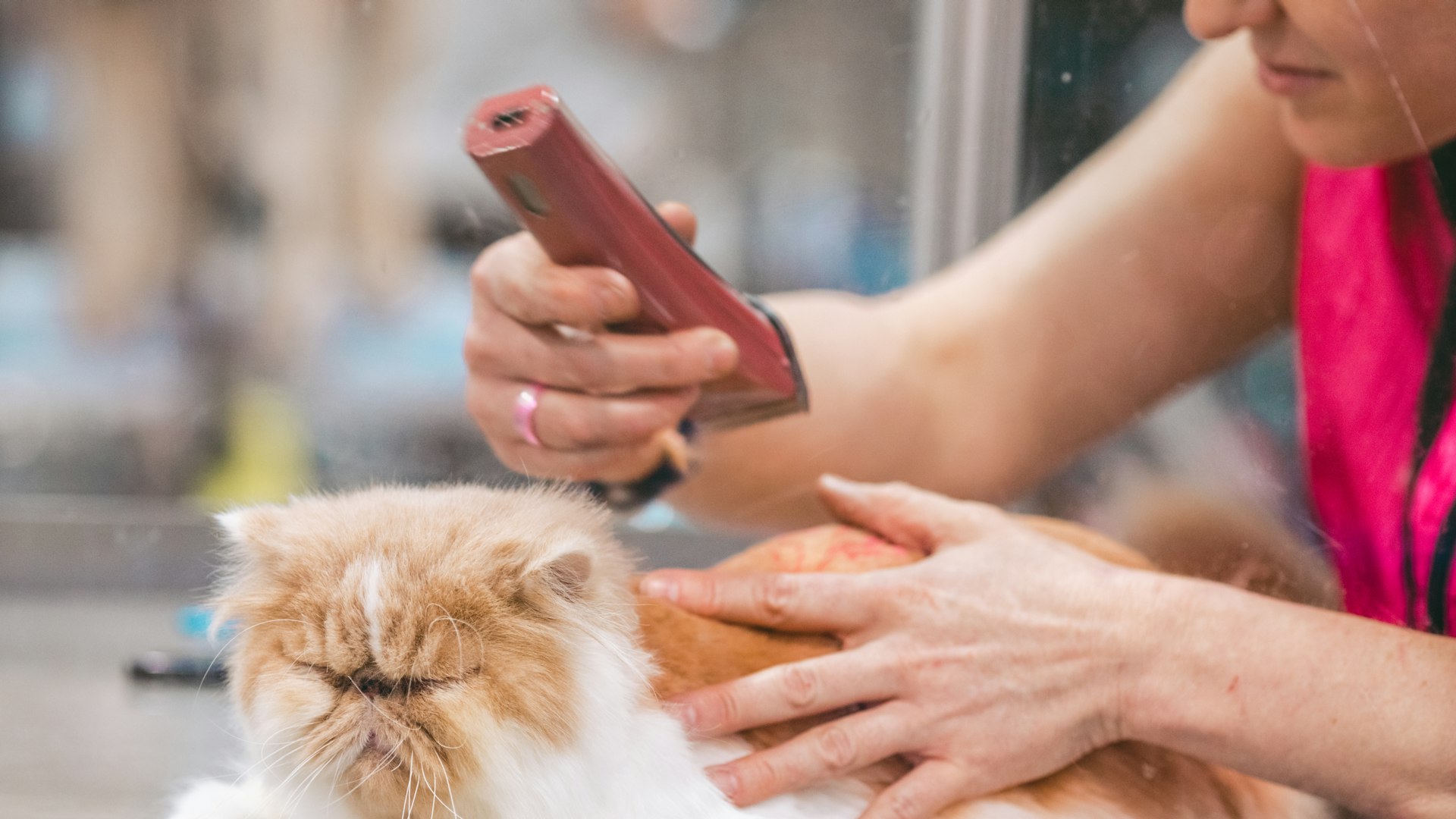 Verzorging kattenbak-accessoire