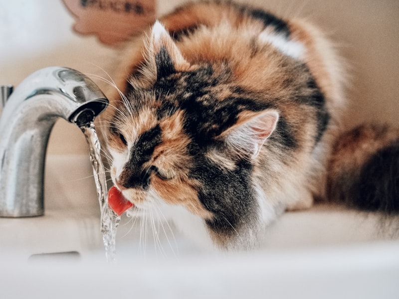 Waterfonteinen — Stromend water voor meer waterinname