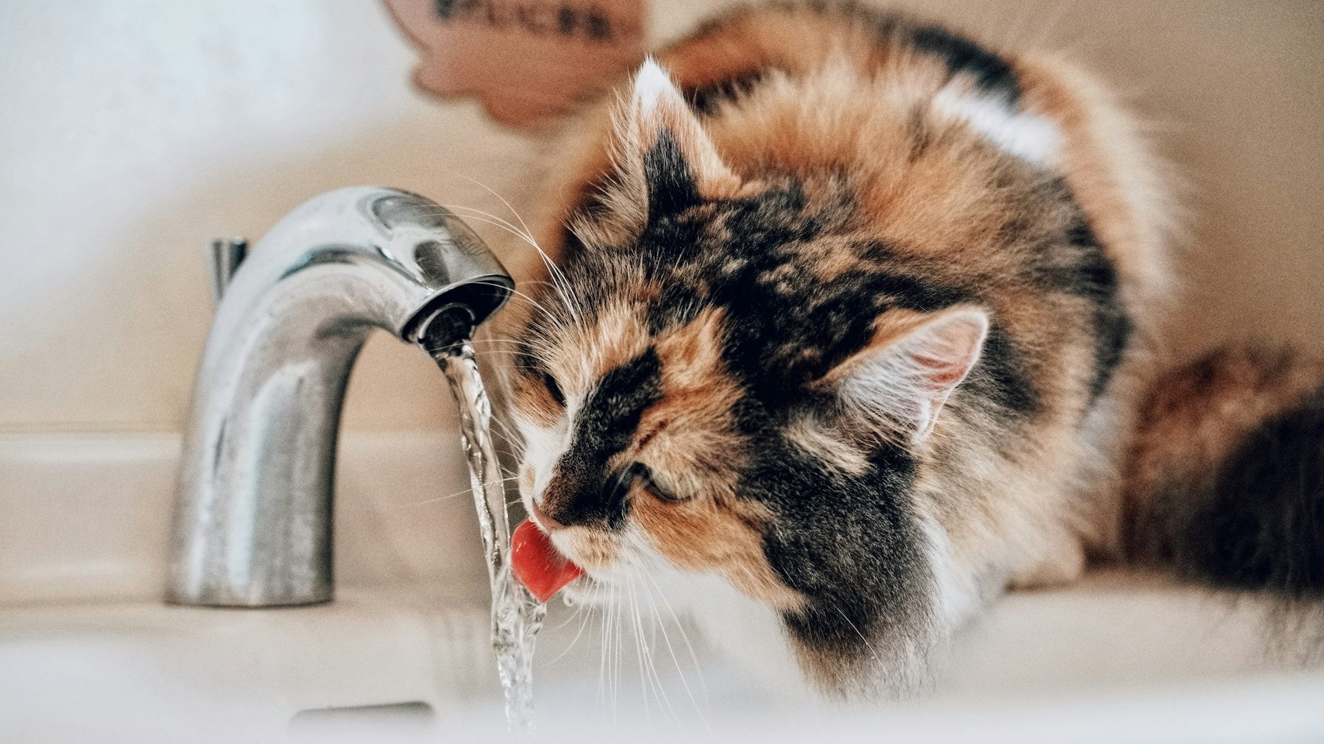 Waterfonteinen kattenbak-accessoire