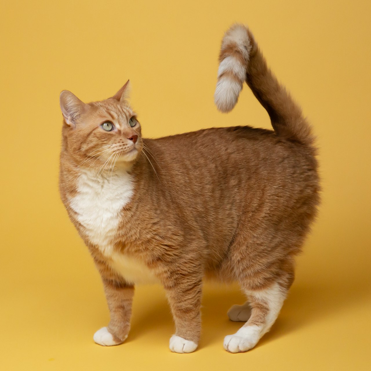 Kat in klein appartement — compacte slimme kattenbak review