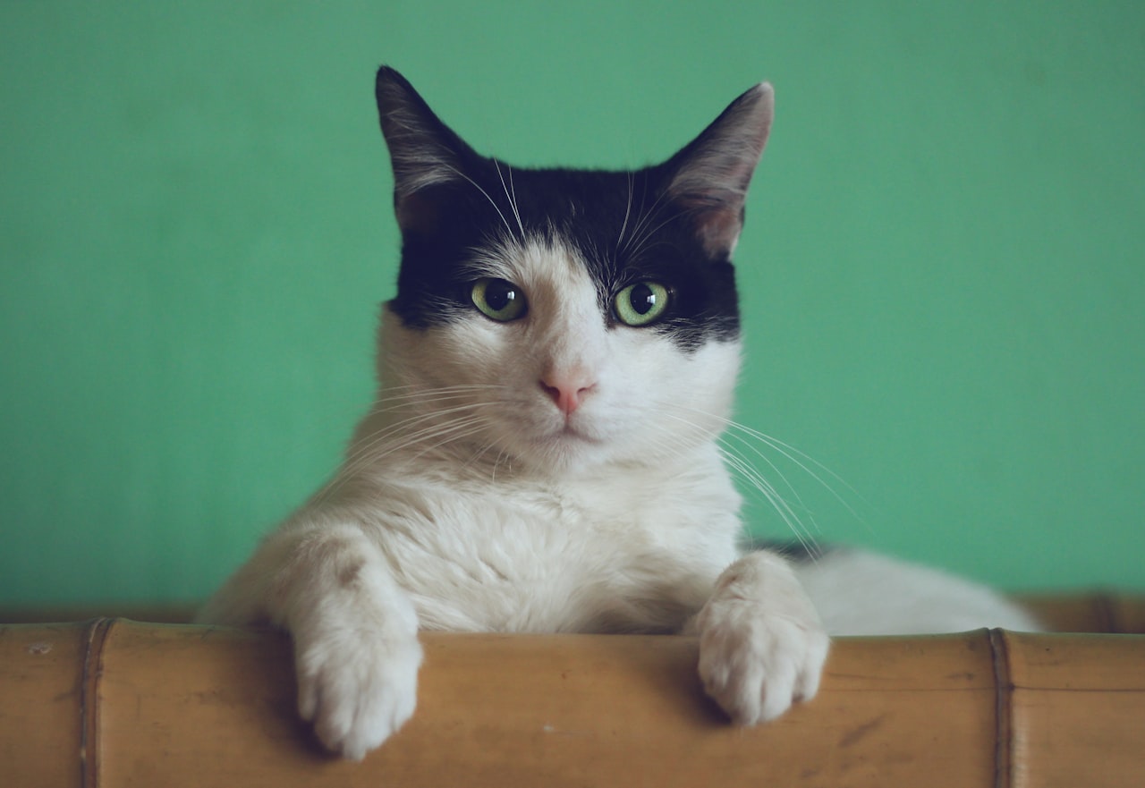 Kat in een schone, moderne woning — zelfreinigende kattenbak review