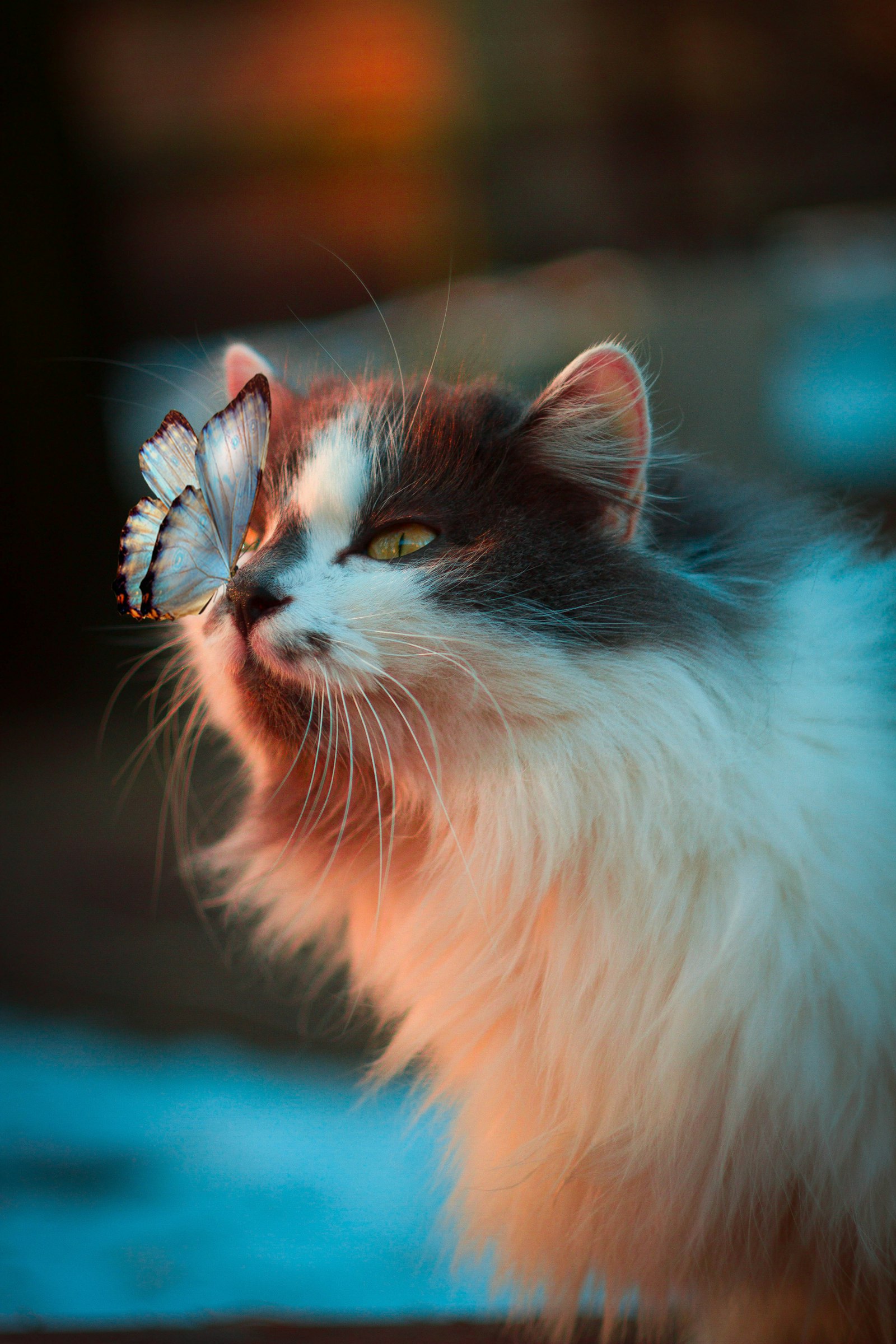 Kat plast naast kattenbak