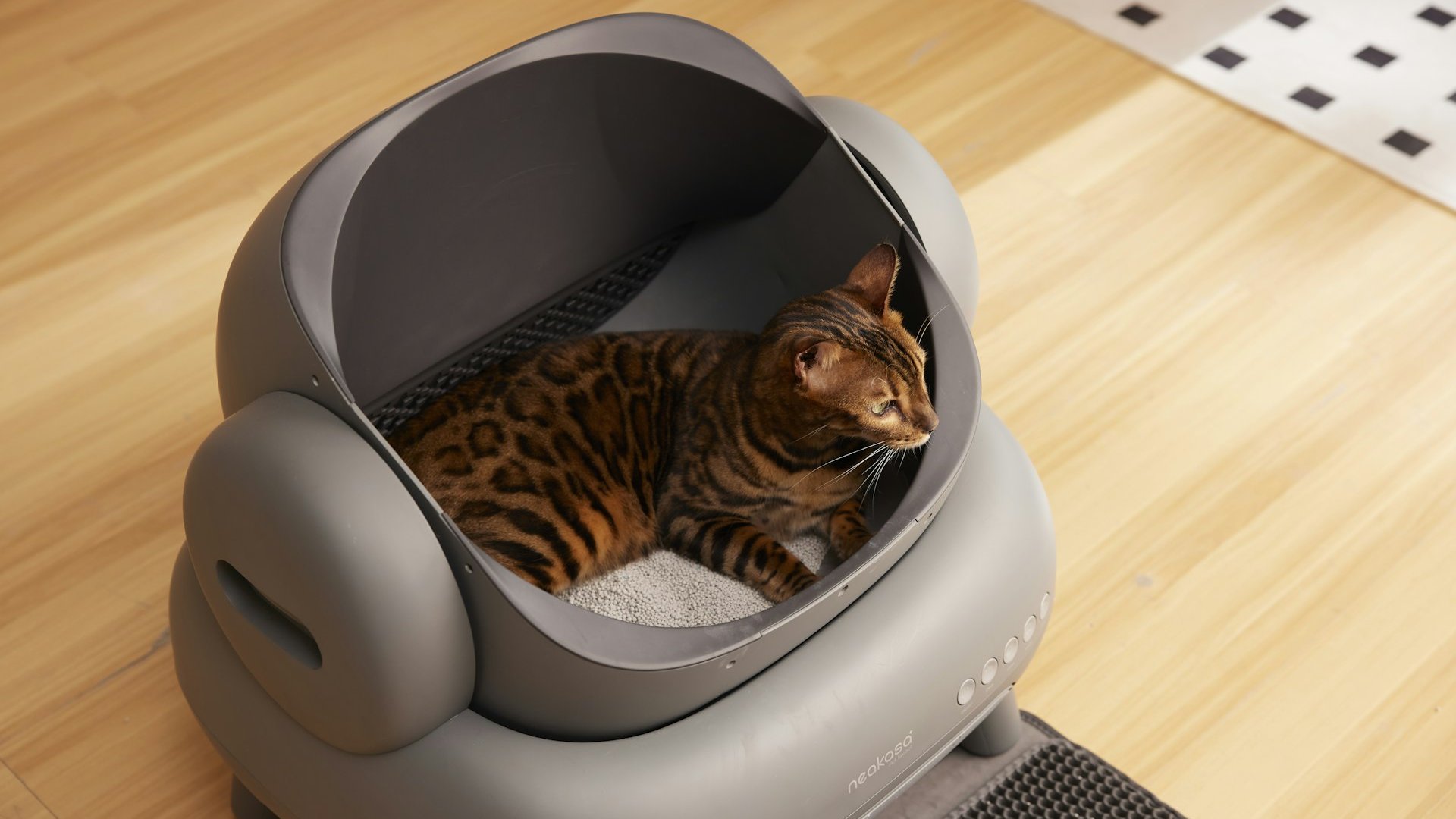 Kattenbak plaatsen - de beste plek in huis